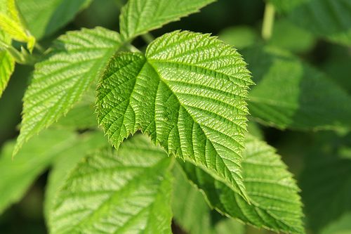 The Use of Raspberry Leaf in the Pregnancy Tea