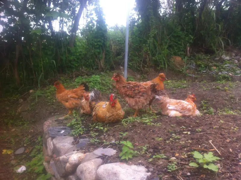 Our flock of Chickens Chilling