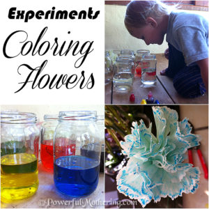 experiments coloring flowers