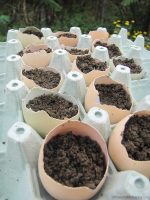 Seedlings in Egg Shells