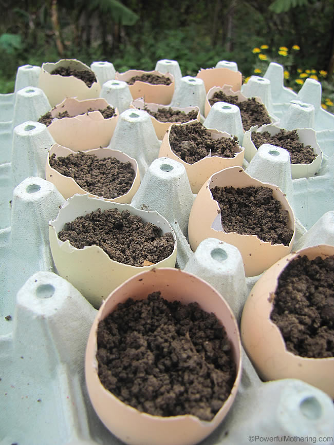 egg shell seedlings for kids