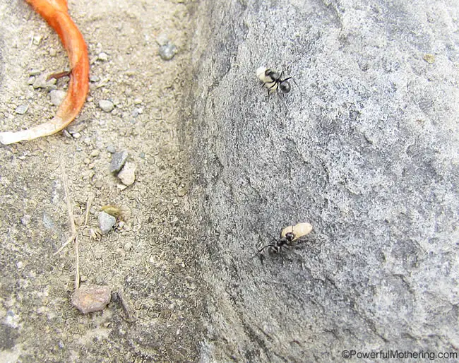 ants and larva