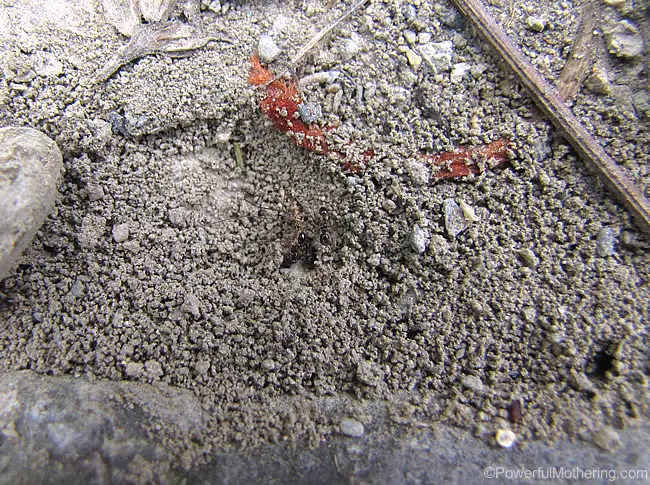 ants at the nest entry