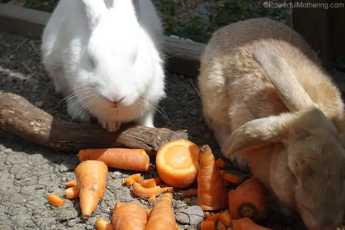 rabbits eating carrots