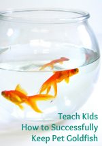 Tips for Successfully Keeping Goldfish