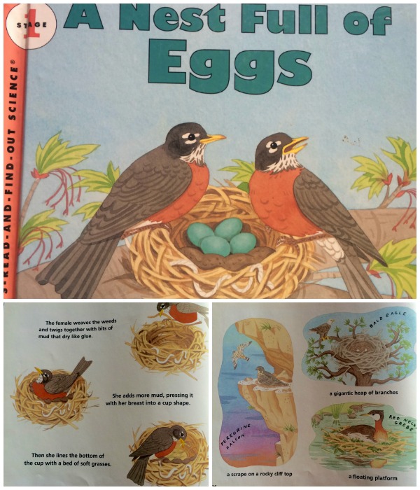 A nest full of eggs collage