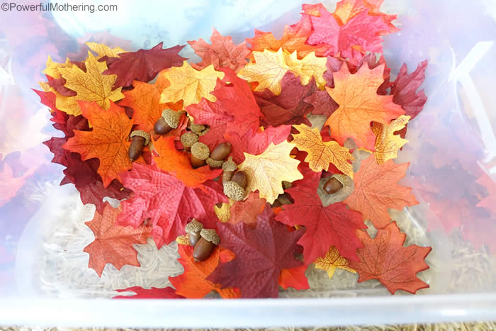 autumn color leaves 