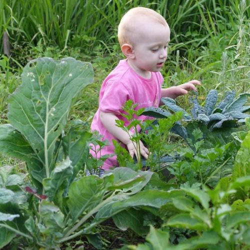 How To Create A Vegetable Garden With Kids