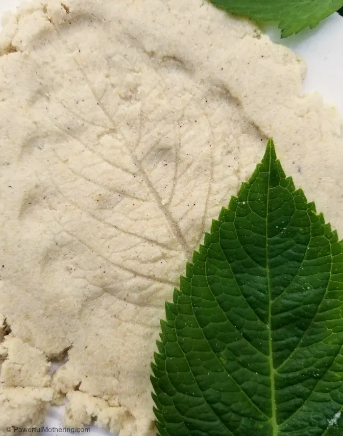 Leaf Fossils With Foam Dough