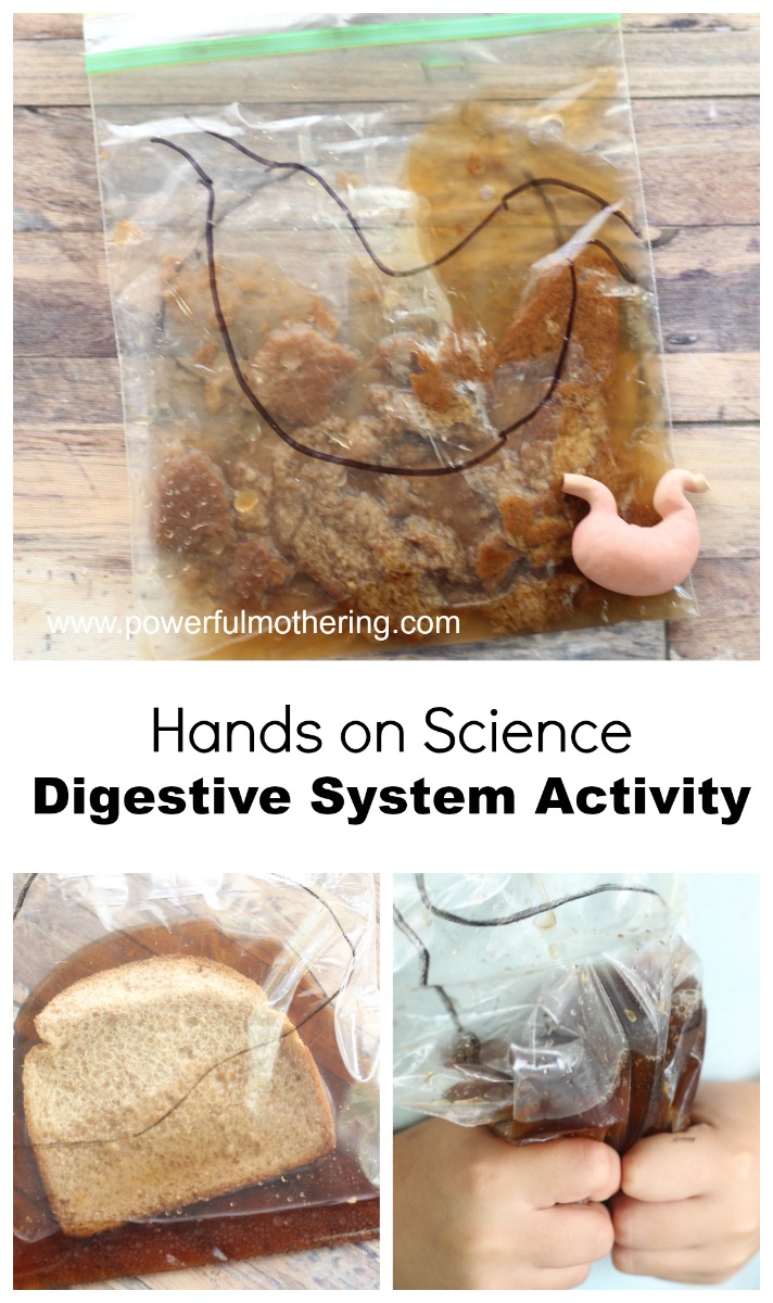 preschooler hands on digestive system activity