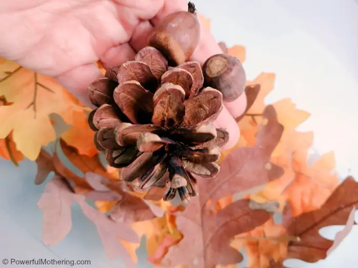 Pine Cones And Acorns In Harvest Sensory Bin