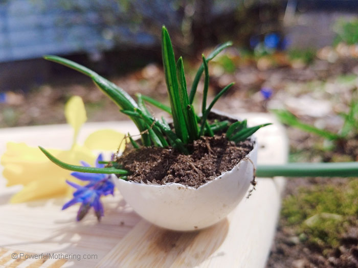 Are you thinking of starting a garden? This is a simple way with a DIY Seed Starter that you and your kids can make with supplies you may already have. 
