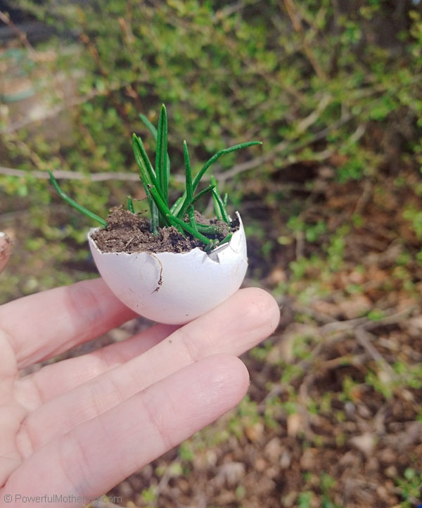 Are you thinking of starting a garden? This is a simple way with a DIY Seed Starter that you and your kids can make with supplies you may already have.