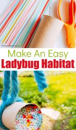 How to Make a Ladybug Habitat