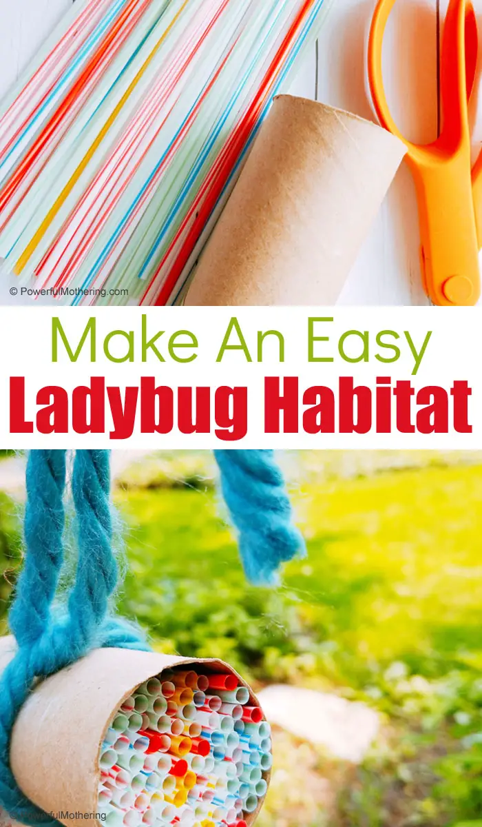 Easily create a Ladybug Habitat with common supplies that you probably have at home! This is a fantastic STEAM activity for children this summer!