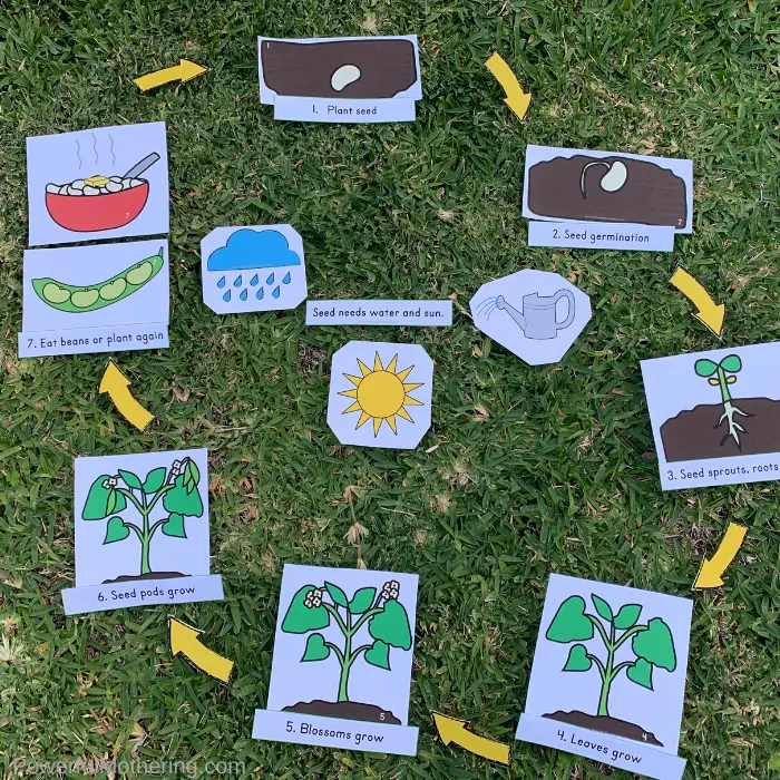 This printable activity is the perfect way to get your kids outside for learning. Help your kids understand about the life cycle of the seeds in their garden with a fun, engaging scavenger hunt. 