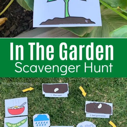 This printable activity is the perfect way to get your kids outside for learning. Help your kids understand about the life cycle of the seeds in their garden with a fun, engaging scavenger hunt. #freeprintables #outdooractivities #seedlifecycle