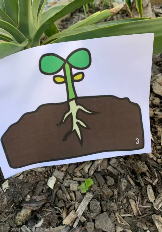 This printable activity is the perfect way to get your kids outside for learning. Help your kids understand about the life cycle of the seeds in their garden with a fun, engaging scavenger hunt. 