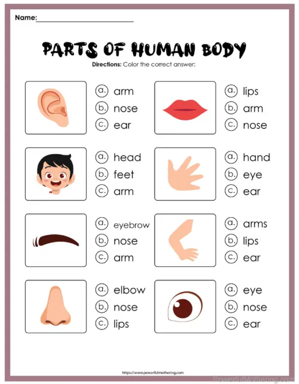 parts of the body activity printables