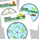 Life Cycle Spinners Printable Activity