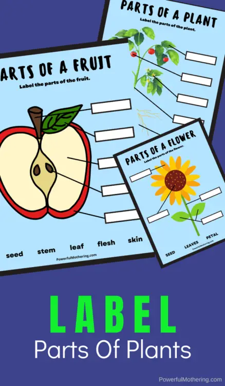 Kindergarten Science Worksheets Label A Plant fruit