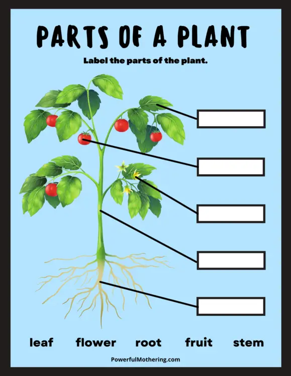 Label A Plant - kindergarten science worksheets