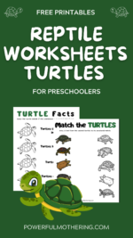 Reptile Worksheets – Turtles
